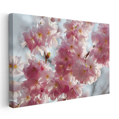 Kiraz Çiçekleri - Bahar Dalında Yoğun Çiçekler Kanvas Tablo
