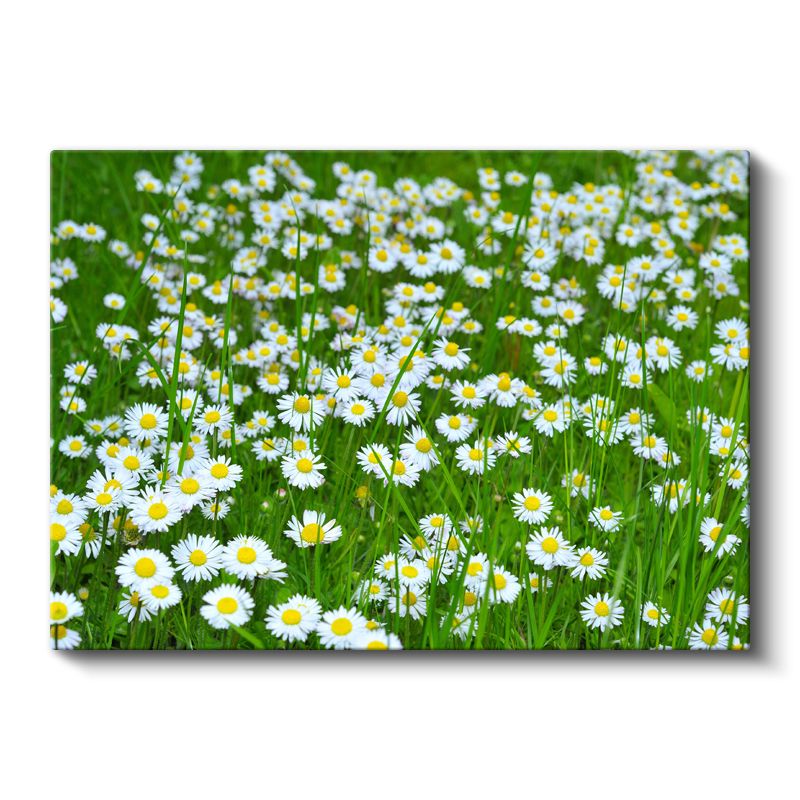 Papatyalar - Yeşil Çayırda Beyaz Çiçekler Kanvas Tablo