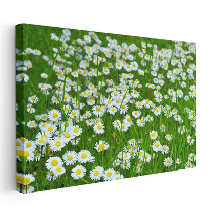 Papatyalar - Yeşil Çayırda Beyaz Çiçekler Kanvas Tablo