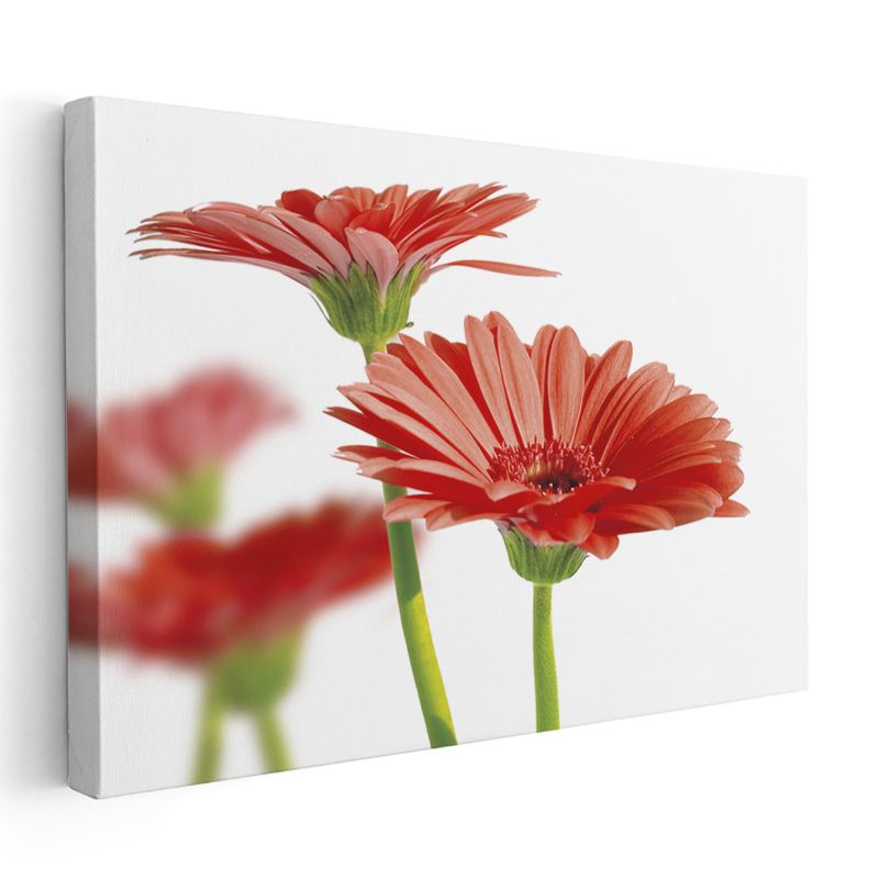 Kırmızı Gerbera - Beyaz Fonda Minimalist Tasarım Kanvas Tablo