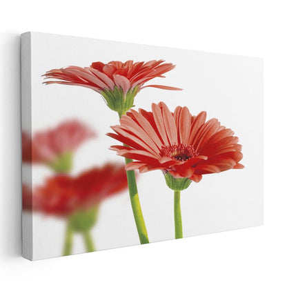 Kırmızı Gerbera - Beyaz Fonda Minimalist Tasarım Kanvas Tablo