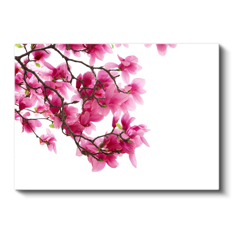 Manolya Dalı - Beyaz Fonda Pembe Çiçekler Kanvas Tablo