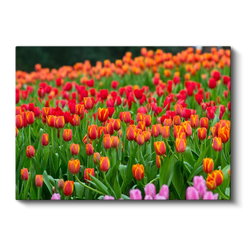 Renkli Laleler - Bahar Bahçesi Manzarası Kanvas Tablo