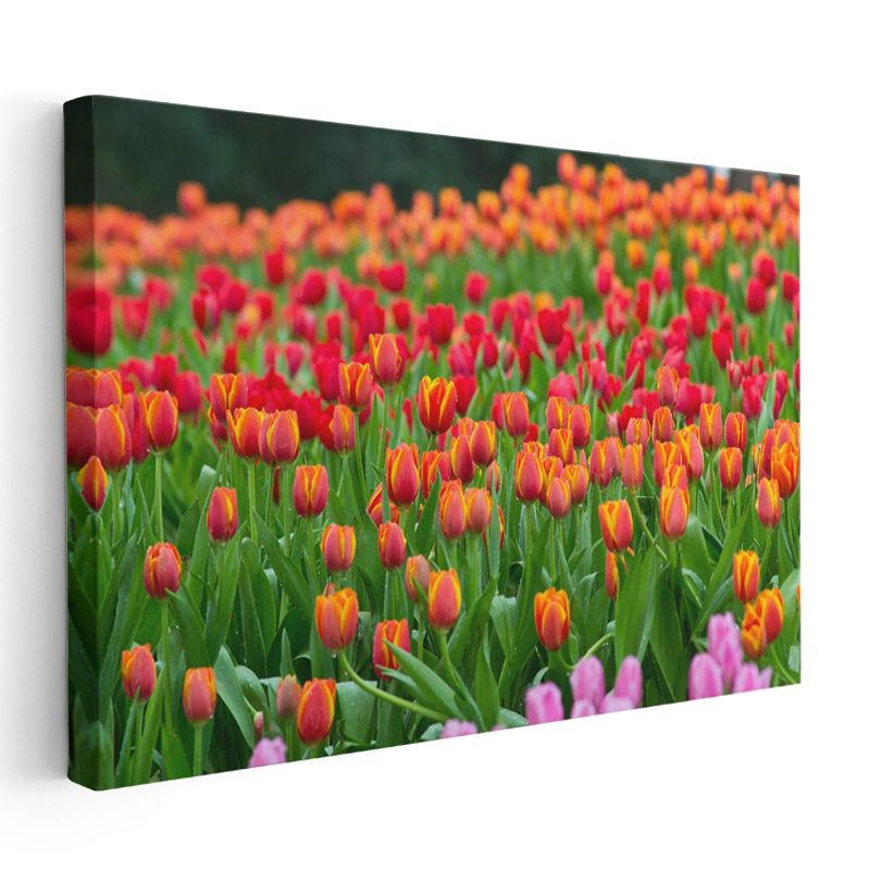 Renkli Laleler - Bahar Bahçesi Manzarası Kanvas Tablo