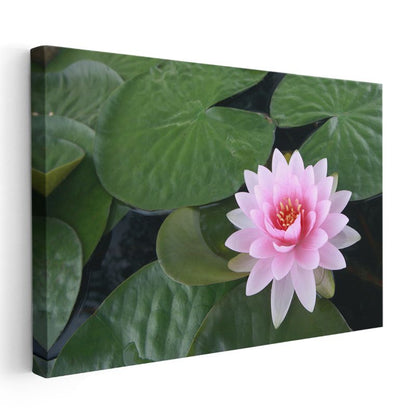 Pembe Nilüfer - Geniş Yapraklar Üzerinde Su Çiçeği Kanvas Tablo