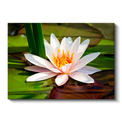 Beyaz Nilüfer - Yapraklar Arasında Zarif Çiçek Kanvas Tablo