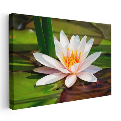 Beyaz Nilüfer - Yapraklar Arasında Zarif Çiçek Kanvas Tablo