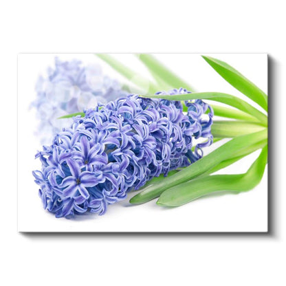 Mavi Sümbül - Beyaz Yapraklı Bahar Çiçeği Kanvas Tablo