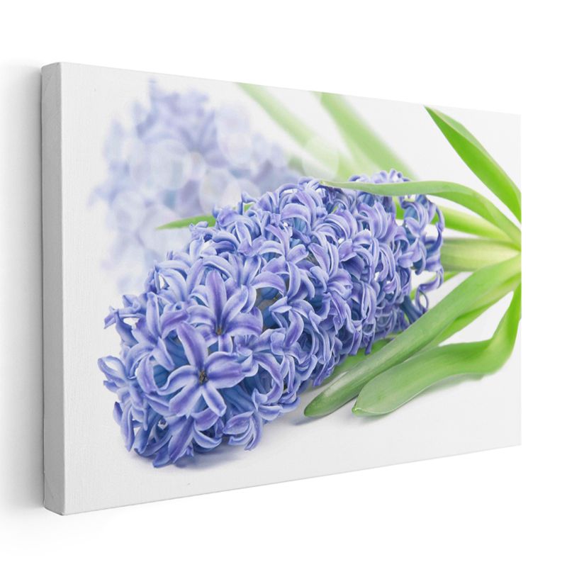 Mavi Sümbül - Beyaz Yapraklı Bahar Çiçeği Kanvas Tablo