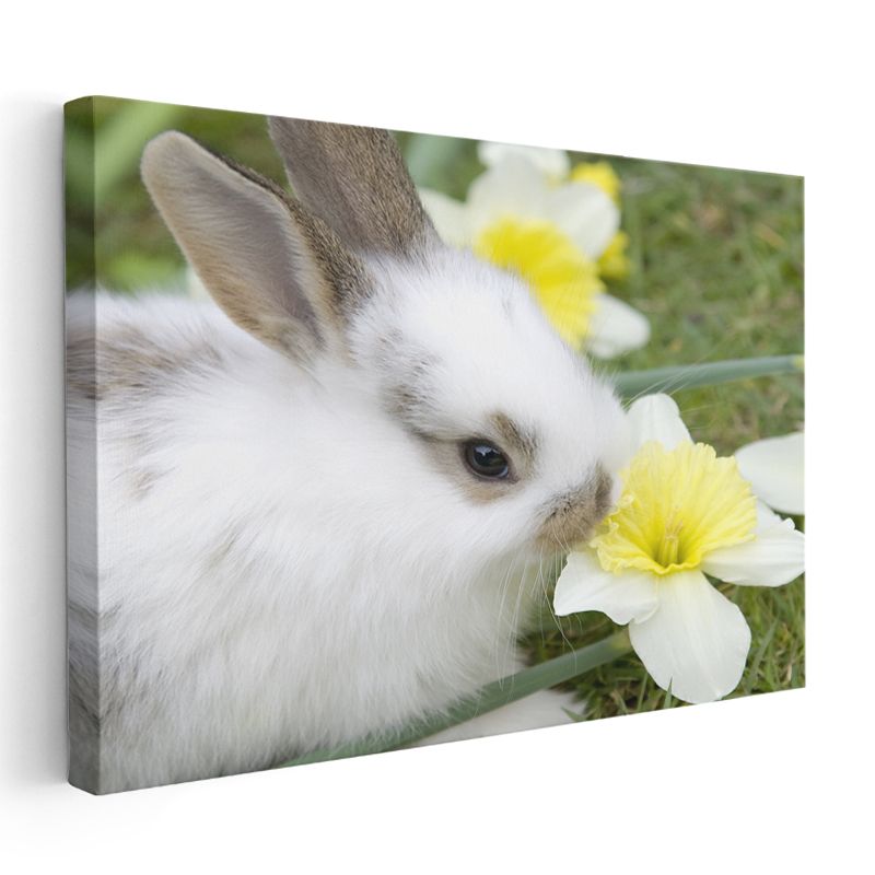 Beyaz Tavşan - Nergis Çiçeği ile Sevimli Kompozisyon Kanvas Tablo