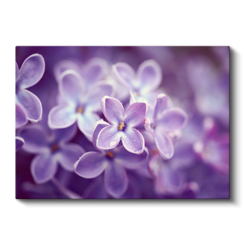 Leylak Çiçeği - Makro Çekim Detay Kanvas Tablo