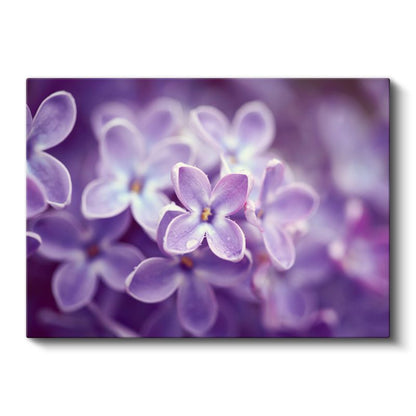 Leylak Çiçeği - Makro Çekim Detay Kanvas Tablo