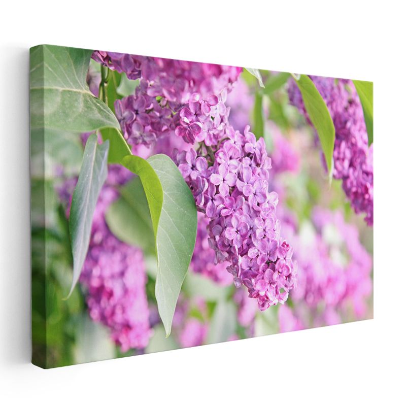 Mor Leylak - Yeşil Yapraklı Bahar Dalı Kanvas Tablo