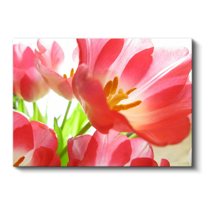 Pembe Lale - Işık Geçiren Narin Çiçekler Kanvas Tablo