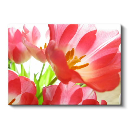 Pembe Lale - Işık Geçiren Narin Çiçekler Kanvas Tablo