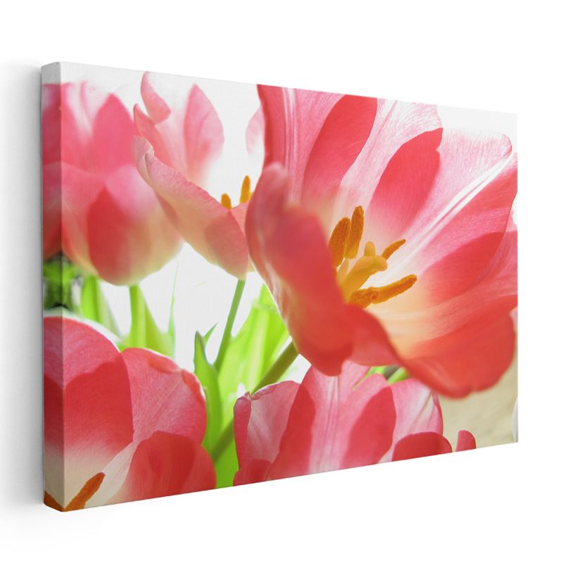 Pembe Lale - Işık Geçiren Narin Çiçekler Kanvas Tablo
