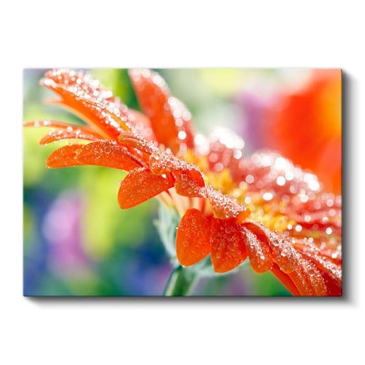 Turuncu Gerbera - Çiy Damlacıklı Çiçek Detayı Kanvas Tablo