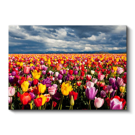 Renkli Lale Tarlası - Gökyüzü Altında Çiçek Denizi Kanvas Tablo