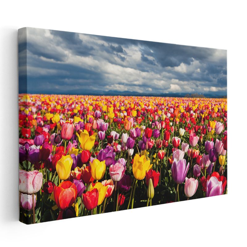 Renkli Lale Tarlası - Gökyüzü Altında Çiçek Denizi Kanvas Tablo