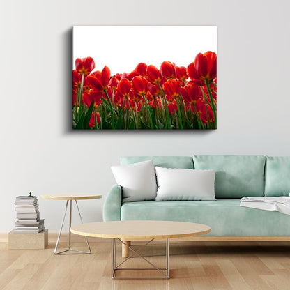 Kırmızı Laleler - Beyaz Fonda Minimalist Tasarım Kanvas Tablo