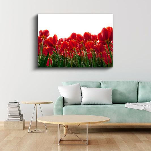 Kırmızı Laleler - Beyaz Fonda Minimalist Tasarım Kanvas Tablo