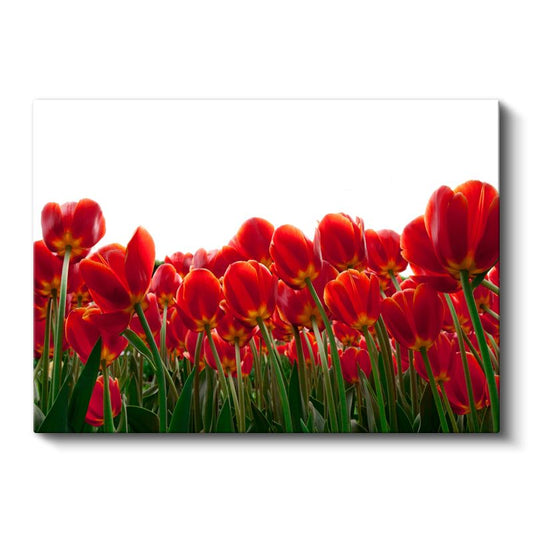 Kırmızı Laleler - Beyaz Fonda Minimalist Tasarım Kanvas Tablo