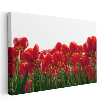 Kırmızı Laleler - Beyaz Fonda Minimalist Tasarım Kanvas Tablo