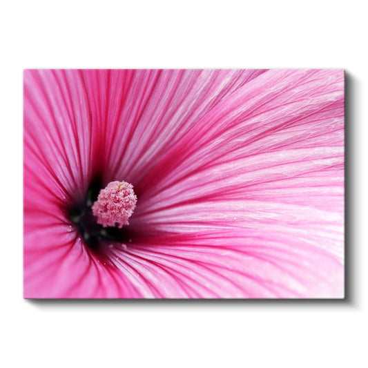 Pembe Ebegümeci - Makro Çekim Çiçek Detayı Kanvas Tablo