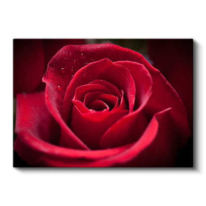 Kırmızı Gül - Çiy Damlacıklı Kadife Dokulu Çiçek Kanvas Tablo