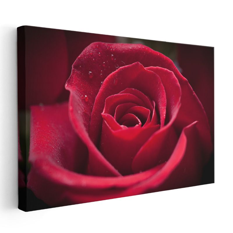 Kırmızı Gül - Çiy Damlacıklı Kadife Dokulu Çiçek Kanvas Tablo