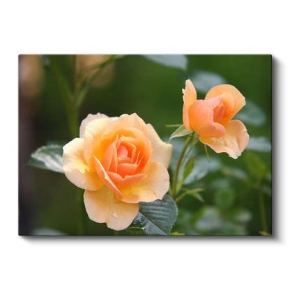 Şeftali Tonlu Güller - Narin Yapraklı Çift Tomurcuk Kanvas Tablo