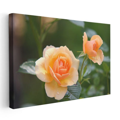 Şeftali Tonlu Güller - Narin Yapraklı Çift Tomurcuk Kanvas Tablo
