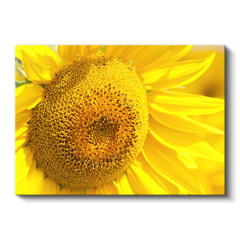 Ayçiçeği - Canlı Sarı Tonlu Detaylı Merkez Kanvas Tablo
