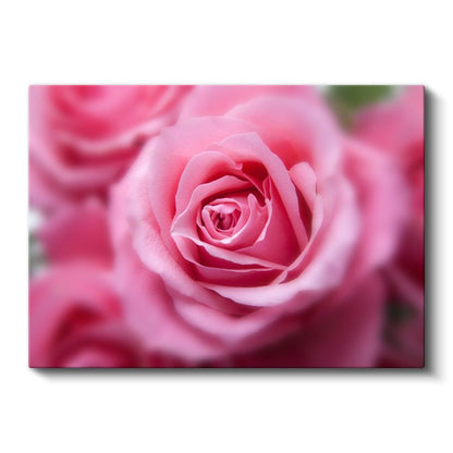 Pembe Gül - Yumuşak Odak Teknikli Çekim Kanvas Tablo