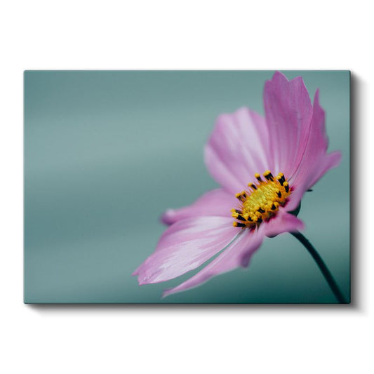 Pembe Kozmos Çiçeği - Turkuaz Fonlu Minimal Kanvas Tablo