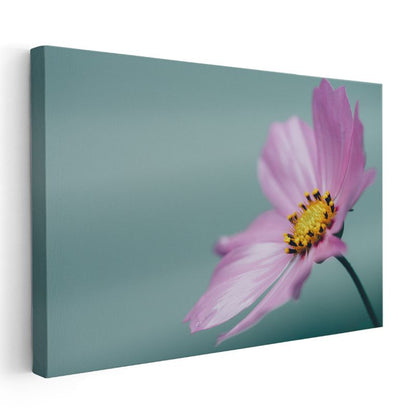 Pembe Kozmos Çiçeği - Turkuaz Fonlu Minimal Kanvas Tablo