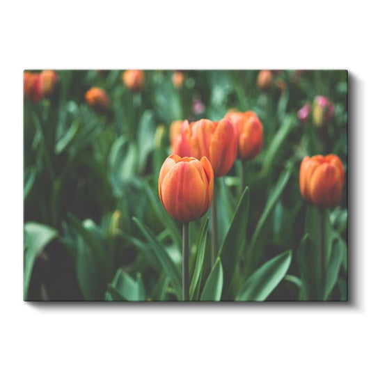 Turuncu Laleler - Bahar Bahçesi Kompozisyon Kanvas Tablo
