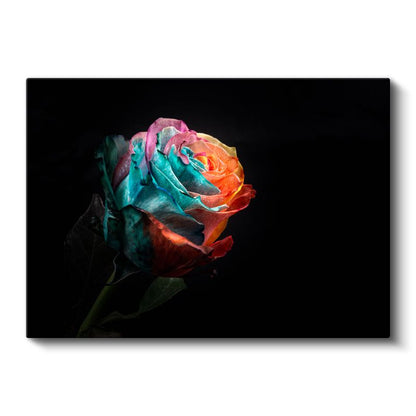 Gökkuşağı Gül - Çok Renkli Dramatik Çiçek Kanvas Tablo