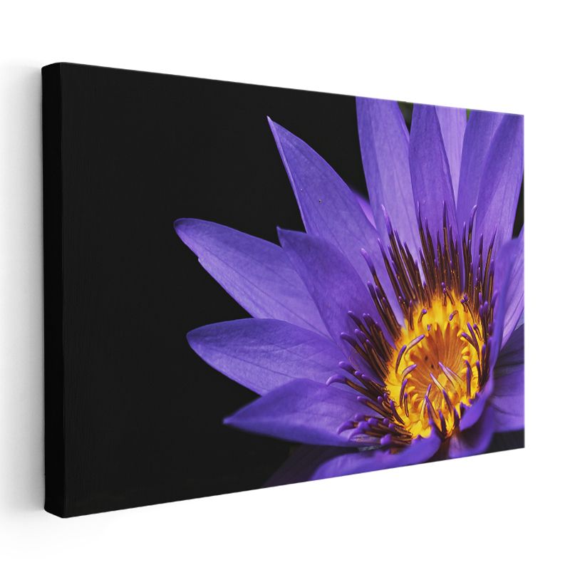 Mor Nilüfer - Altın Sarısı Merkezli Egzotik Çiçek Kanvas Tablo