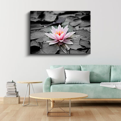Pembe Nilüfer - Siyah Beyaz Yapraklar Üzerinde Kanvas Tablo