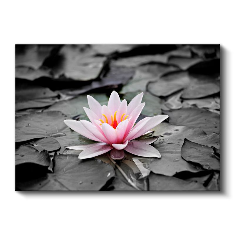 Pembe Nilüfer - Siyah Beyaz Yapraklar Üzerinde Kanvas Tablo