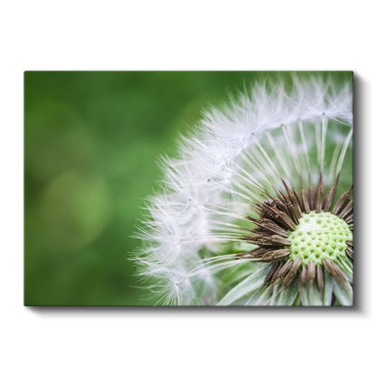 Karahindiba - Makro Çekim Doğal Detay Kanvas Tablo