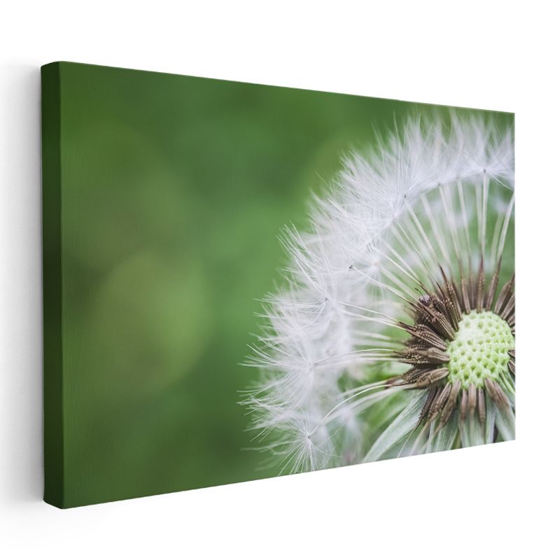 Karahindiba - Makro Çekim Doğal Detay Kanvas Tablo