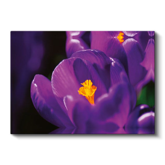Mor Krokus - Sarı Tozlu Polen Detaylı Kanvas Tablo