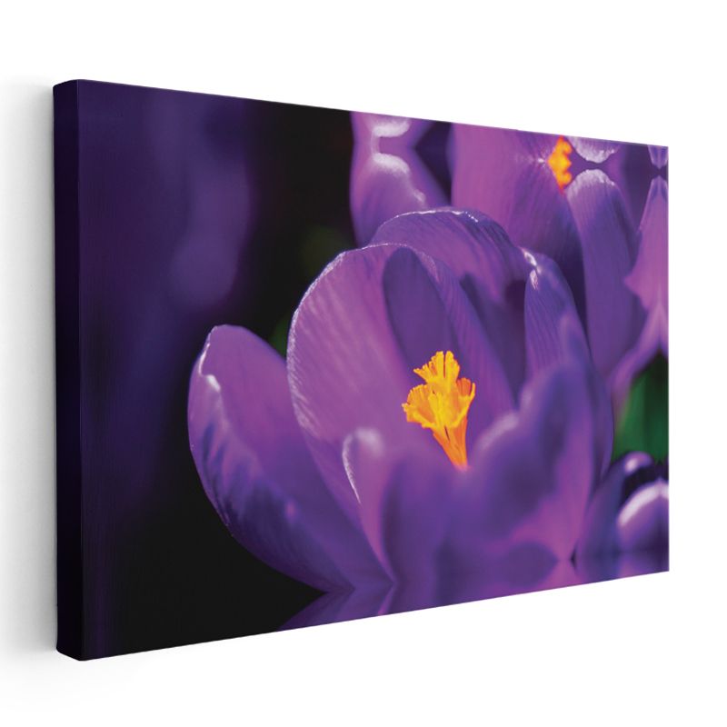 Mor Krokus - Sarı Tozlu Polen Detaylı Kanvas Tablo