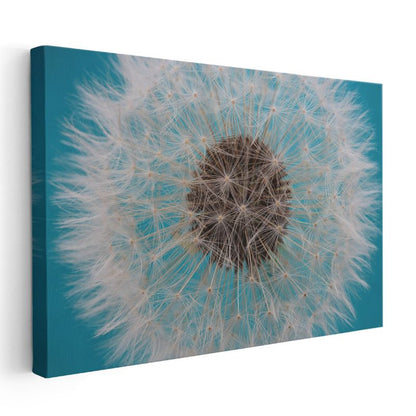 Karahindiba Tohumu - Turkuaz Fonlu Detaylı Çekim Kanvas Tablo