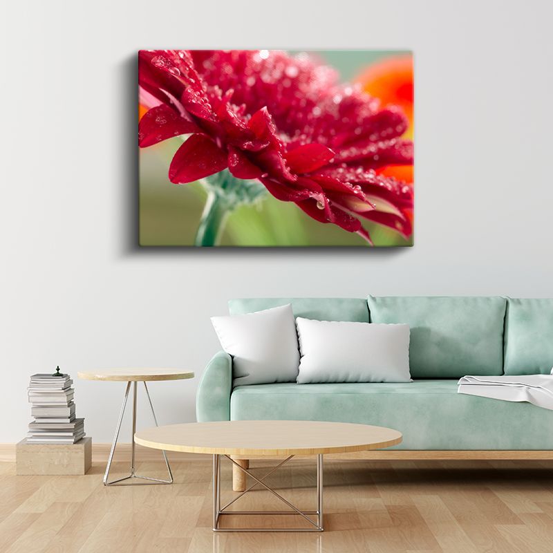 Kırmızı Gerbera - Çiy Damlacıklı Makro Çekim Kanvas Tablo
