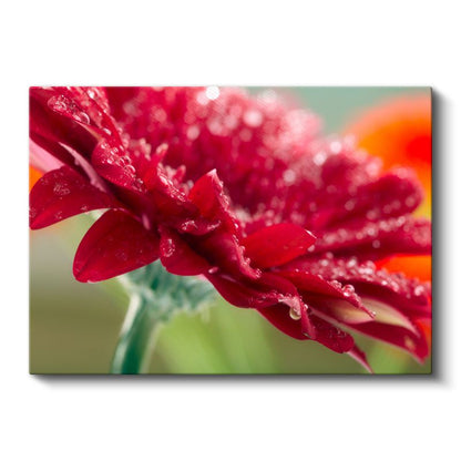 Kırmızı Gerbera - Çiy Damlacıklı Makro Çekim Kanvas Tablo