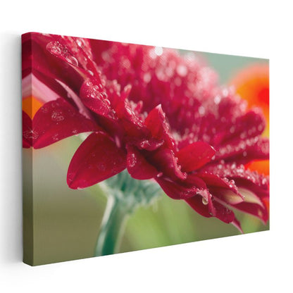 Kırmızı Gerbera - Çiy Damlacıklı Makro Çekim Kanvas Tablo