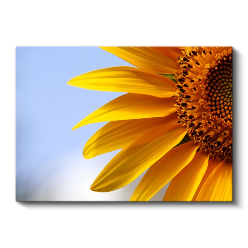 Ayçiçeği Detay - Mavi Gökyüzü Fonlu Yakın Plan Kanvas Tablo